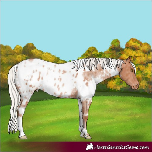 Horse Color:White Spotted Silver Bay Pearl Appaloosa Rabicano 