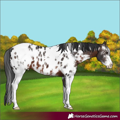 Horse Color:White Spotted Brown Sabino Appaloosa 