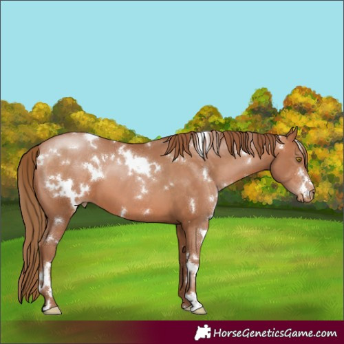 Horse Color:White Spotted Bay Pearl 