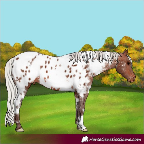 Horse Color:White Spotted Silver Bay Appaloosa 