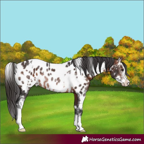 Horse Color:White Spotted Brown Sabino Appaloosa Rabicano 