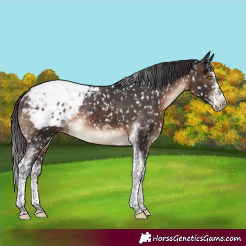 Horse Color:Brown Sabino Tobiano Appaloosa Rabicano
