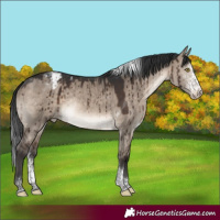 Horse Color:Brown Dun Sabino Tobiano Appaloosa Rabicano Brindle