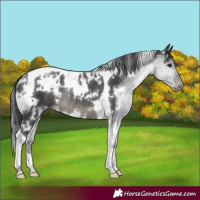 Horse Color:White Spotted Black Tobiano Appaloosa Rabicano 