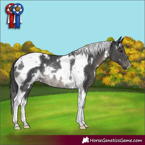 Horse Color:White Spotted Black Tobiano Rabicano 