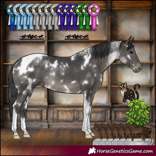 Horse Color:White Spotted Black Tobiano Appaloosa Rabicano