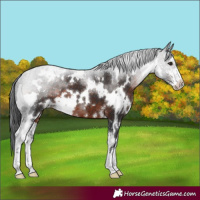 Horse Color:White Spotted Brown Sabino Appaloosa 