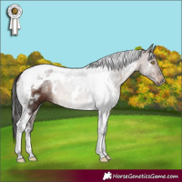 Horse Color:White Spotted Brown Tobiano 