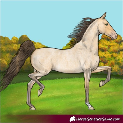 Horse Color:Amber Cream Champagne Roan 