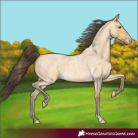 Horse Color:Amber Cream Champagne Roan