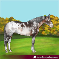 Horse Color:White Spotted Brown Sabino