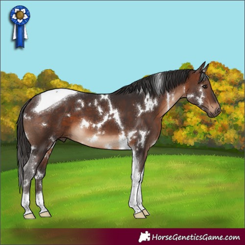Horse Color:White Spotted Brown Tobiano 