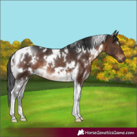 Horse Color:White Spotted Brown Tobiano Rabicano 