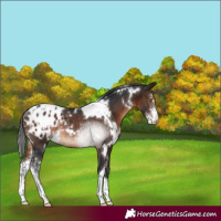 Horse Color:White Spotted Brown Sabino Appaloosa Rabicano