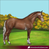 Horse Color:Gray Silver Black Pearl Tobiano