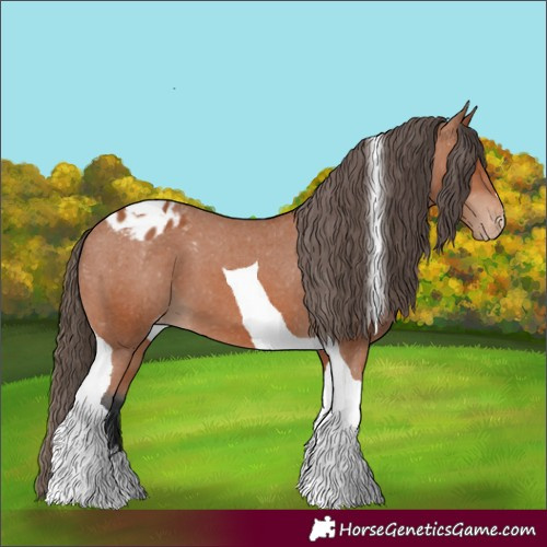Horse Color:Bay Tobiano Appaloosa 