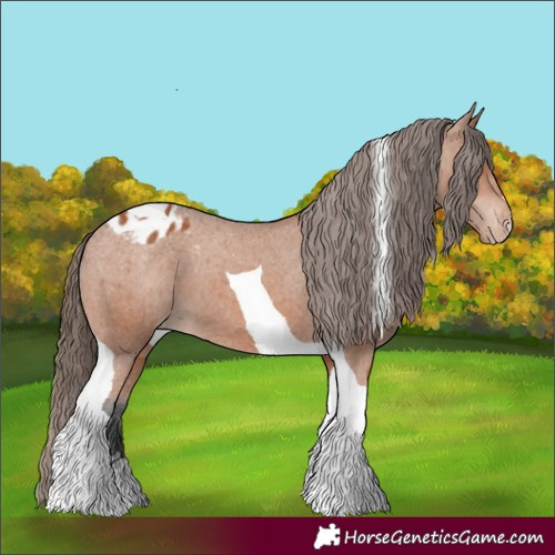 Horse Color:Bay Tobiano Appaloosa 