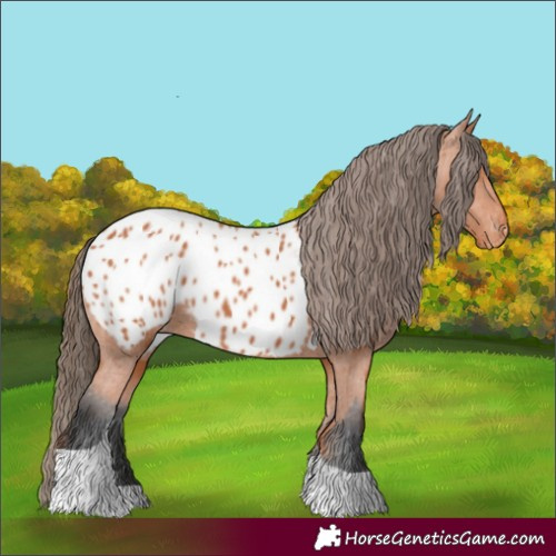 Horse Color:Bay Tobiano Appaloosa 
