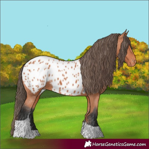 Horse Color:Bay Tobiano Appaloosa 