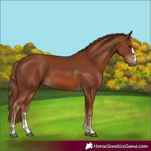 Horse Color:Chestnut 