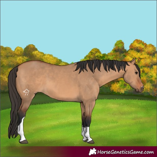 Horse Color:Bay Dun Tobiano