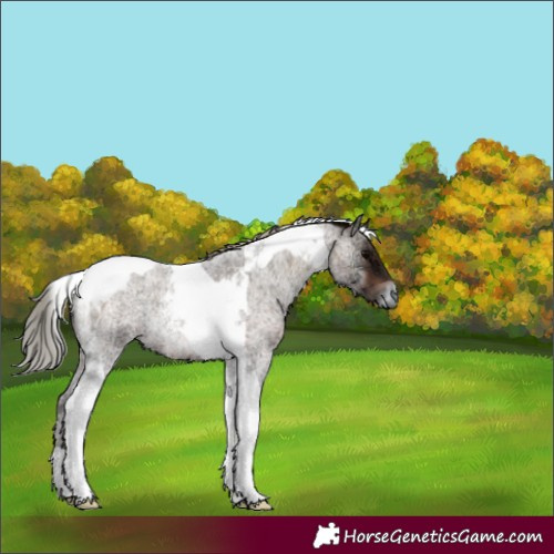 Horse Color:Silver Brown Ice Roan Onyx Tobiano 