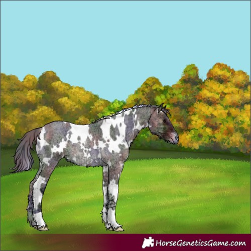 Horse Color:Nacre White Spotted Blue Onyx Ice Roan 