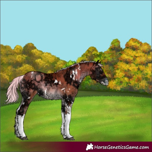 Horse Color:White Spotted Silver Brown Ice Pearl Onyx Tobiano 