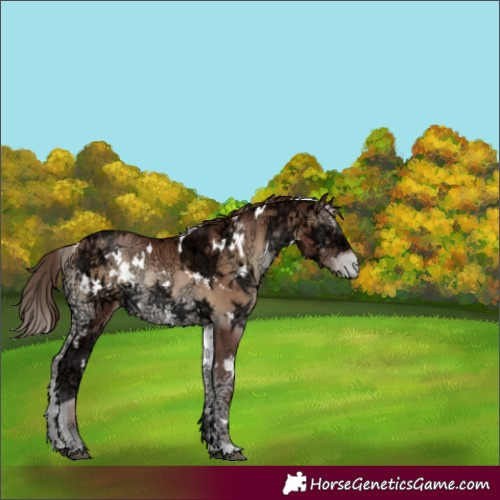 Horse Color:White Spotted Brown Ice Pearl Onyx 