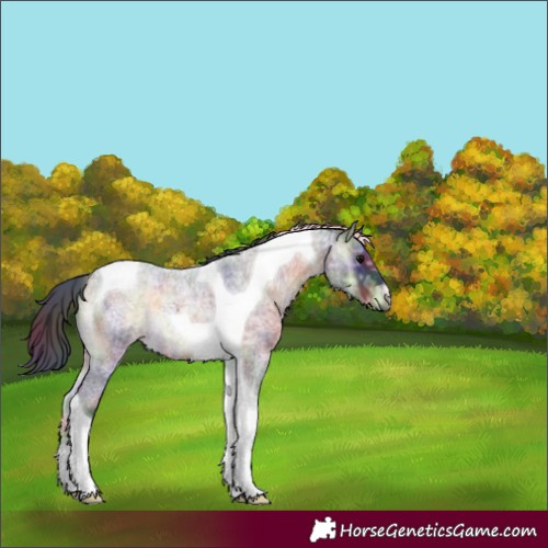 Horse Color:Nacre Brown Ice Roan Onyx Tobiano 