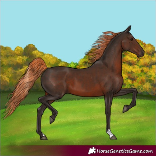 Horse Color:Liver Chestnut 