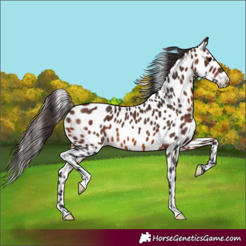 Horse Color:Brown Appaloosa