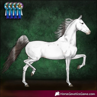 Horse Color:Bay Near Fewspot 