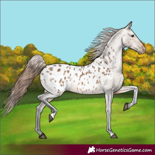 Horse Color:Brown Dun Blanket 