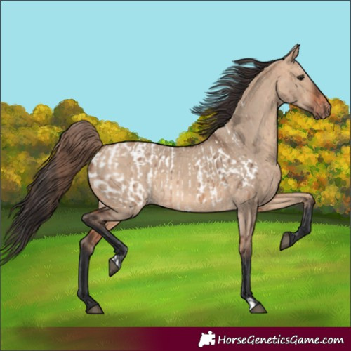 Horse Color:Bay Dun Appaloosa  and Bay Dun 