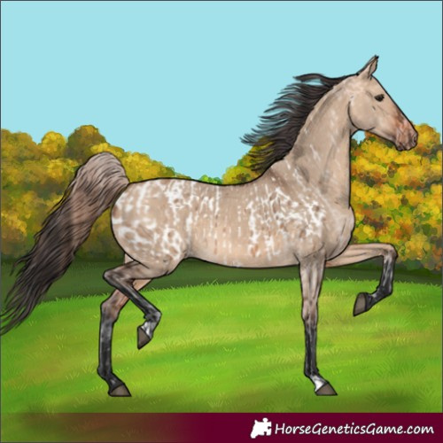 Horse Color:Bay Dun Appaloosa  and Bay Dun 