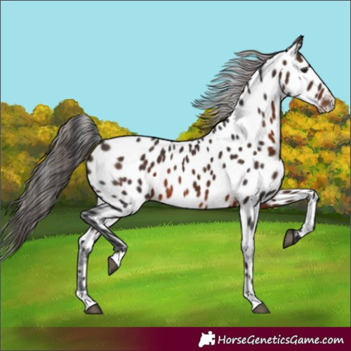 Horse Color:Brown Near Leopard 