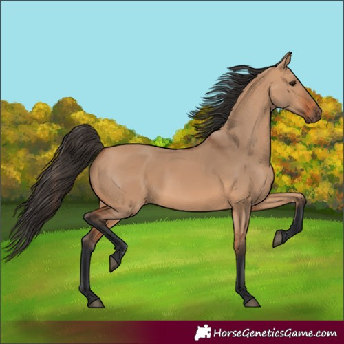 Horse Color:Bay Dun 
