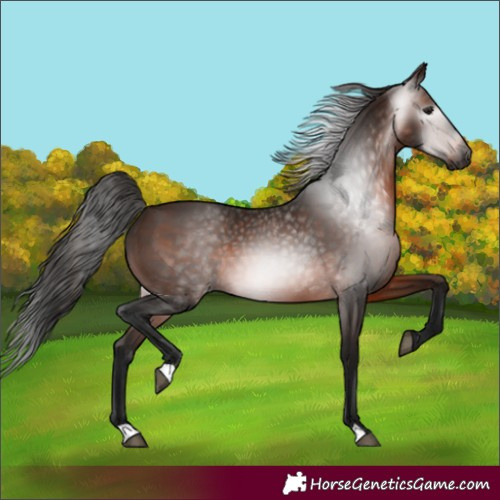 Horse Color:Gray Bay 