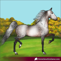 Horse Color:Gray Bay 