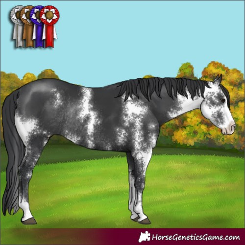 Horse Color:Black Sabino Rabicano 