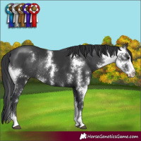 Horse Color:Black Sabino Rabicano 
