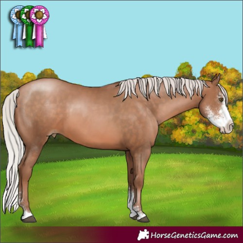 Horse Color:Silver Brown Pearl Sabino 