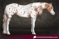 Horse Color:White Spotted Brown Pearl Sabino Appaloosa 