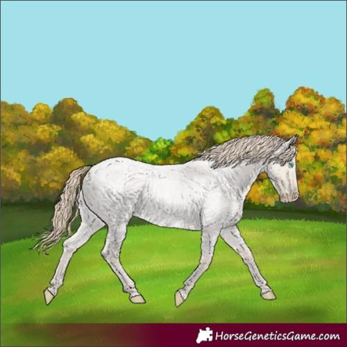 Horse Color:Smoky Creme Roan Dun 