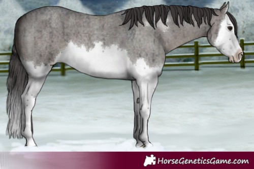 Horse Color:White Spotted Smoky Grullo Roan Splash Brindle 
