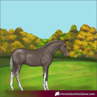 Horse Color:Silver Black Sabino 