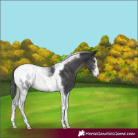 Horse Color:Black Sabino Tobiano Appaloosa Rabicano