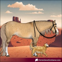 Horse Color:Chocolate Palomino Dun Splash 