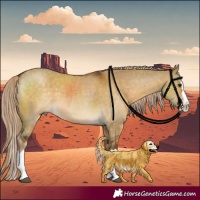 Horse Color:Chocolate Palomino Dun Splash